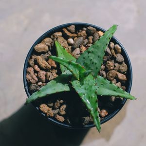 High angle view of potted plant on table