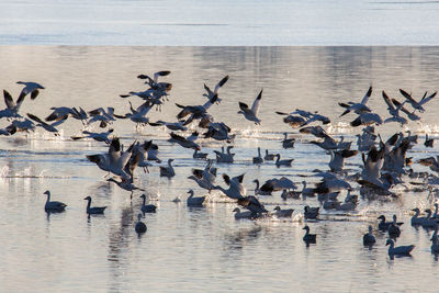 Flock of birds in lake