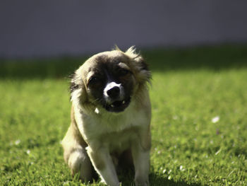 Portrait of dog on field