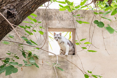 High angle view of cat sitting on tree