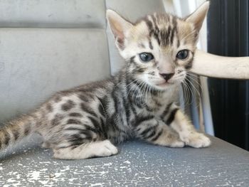 Close-up portrait of tabby cat