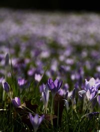 Close-up of purple flowers blooming in field