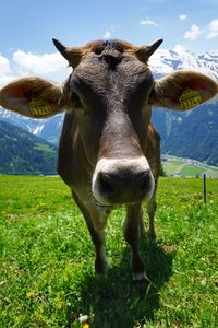 Portrait of cow on field