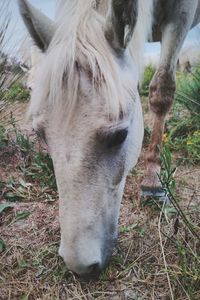 Close-up of horse on field