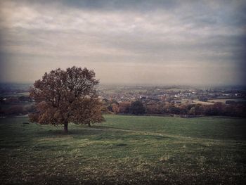 Trees on field against cloudy sky