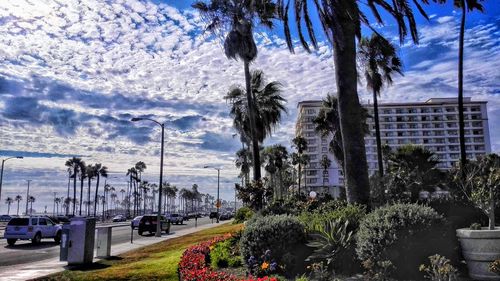 Palm trees by road against sky