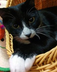 Close-up of black cat in basket