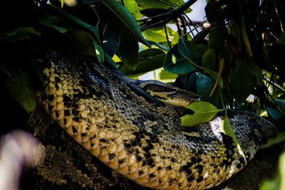 Close-up of rock python on tree