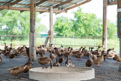 Flock of birds in a farm