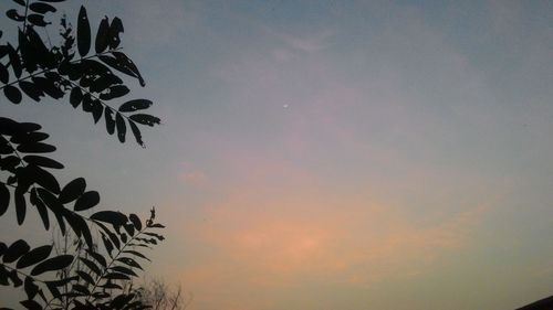 Low angle view of silhouette tree against sky