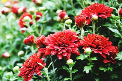 Close-up of red flowers blooming outdoors