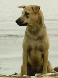 Dog looking away while sitting on land