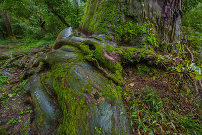 Stream amidst trees in forest