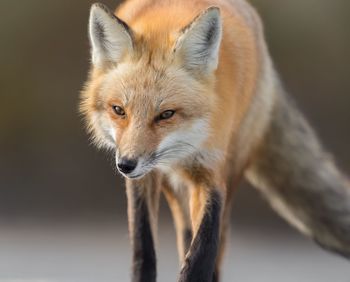 Close-up portrait of fox