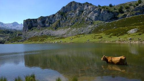 Cattle in lake against mountain