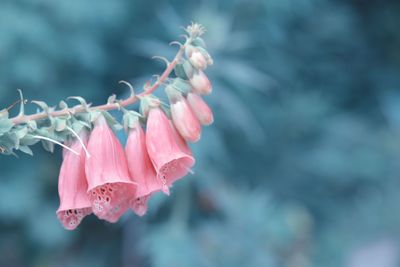 Close-up of pink flowering plant