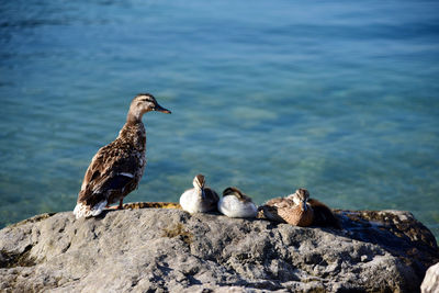 Bird perching on rock by lake