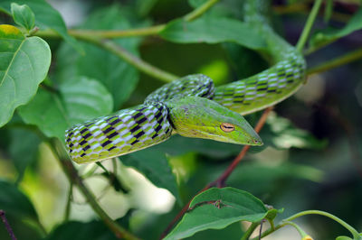 Close-up of insect on leaf