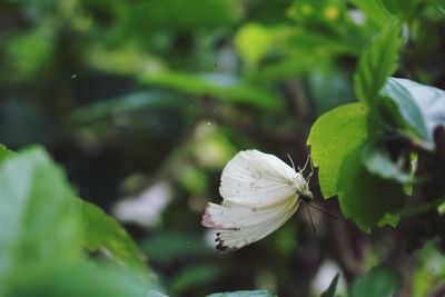 Close-up of white flowering plant