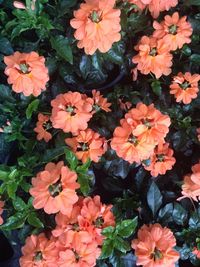 Close-up of orange flowers