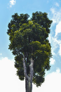 Low angle view of tree against sky