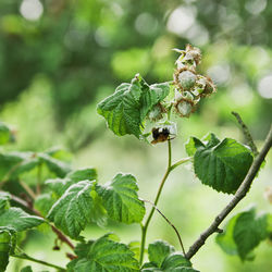 Close-up of insect on plant