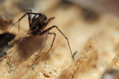 Close-up of an insect