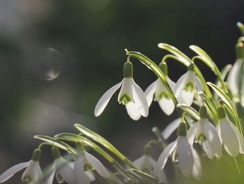 Close-up of white flowering plant