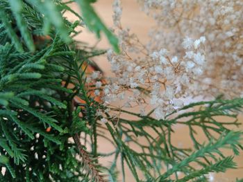 Close-up of pine tree