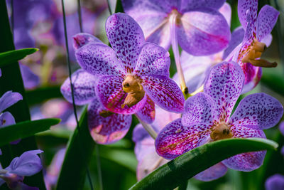 Close-up of purple orchids