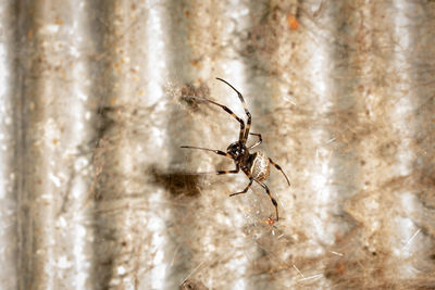 Close-up of spider