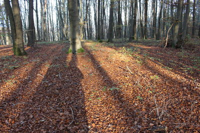 Trees growing in forest during autumn