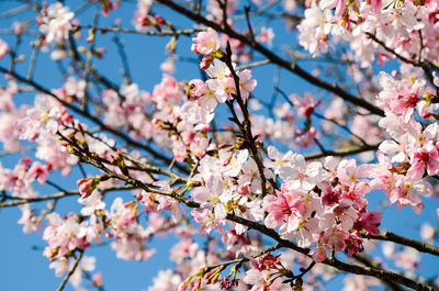 Low angle view of cherry blossoms in spring