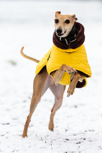 Dog on snow against sky