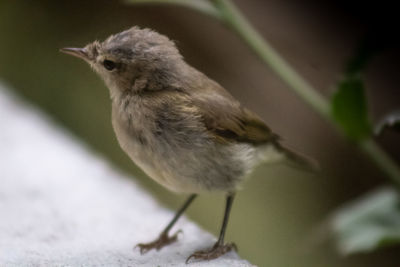 Close-up of bird perching