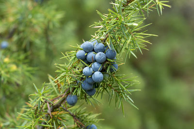 Juniperus communis. medicinal plant and evergreen tree - the common juniper