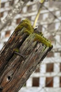 Close-up of insect on tree branch