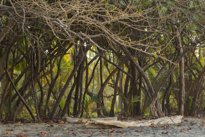 Trees in forest