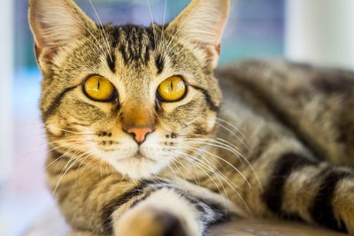 Close-up portrait of cat