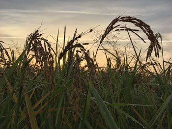 Close-up of grass on field against sky