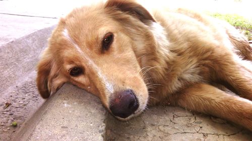 Close-up of dog looking away