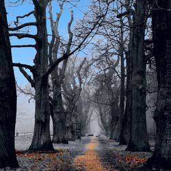 Footpath passing through bare trees