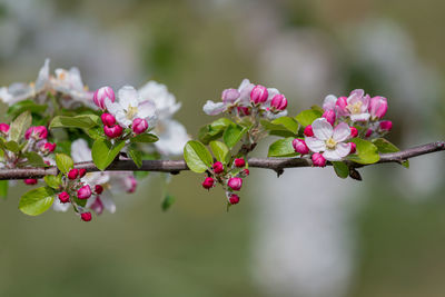 Close-up of pink flowering plant