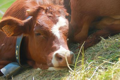 Close-up of a resting cow