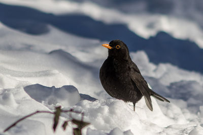 Close-up of bird perching on snow