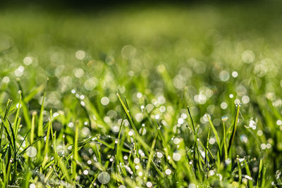 green
