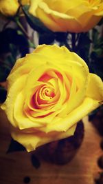 Close-up of yellow rose