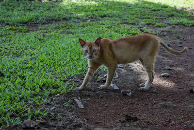 Cat walking on field