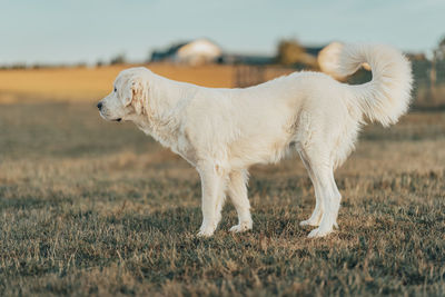 Dog running on field