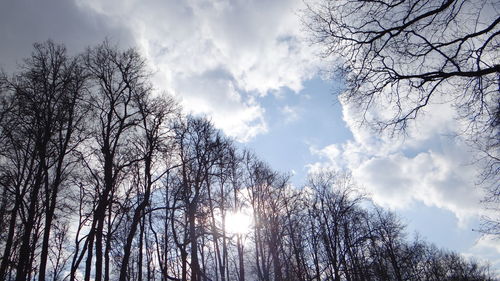 Low angle view of trees against sky